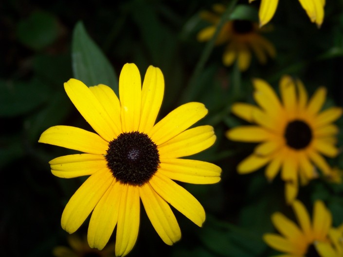flower_bloom_spring_flower